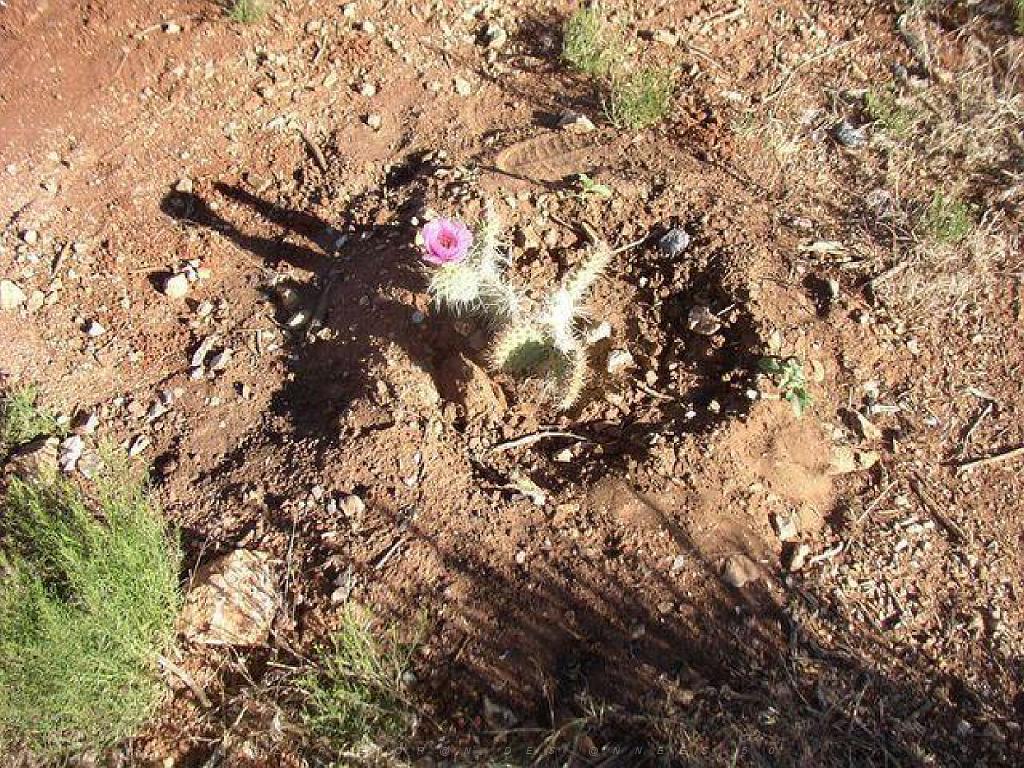 107  USA LE GRAND CANYON 2005_000053.jpg